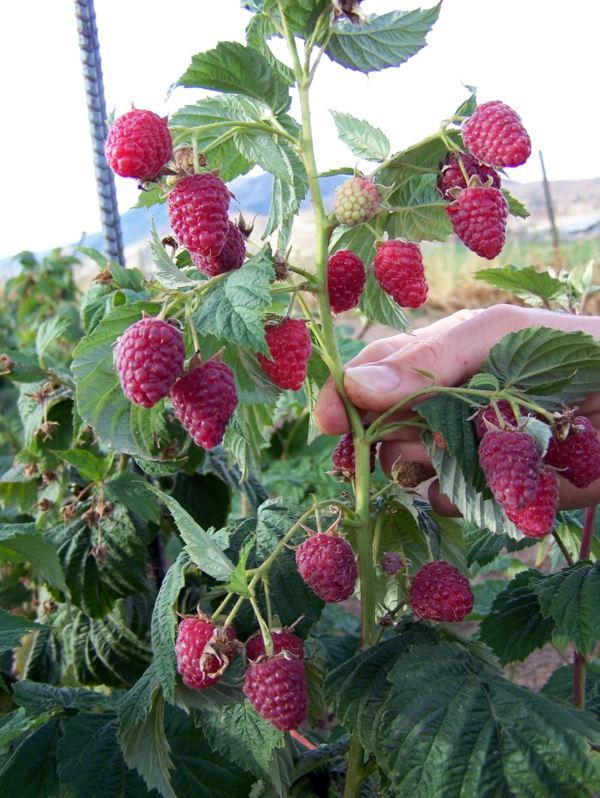 Raspberries in the garden planting - useful tips