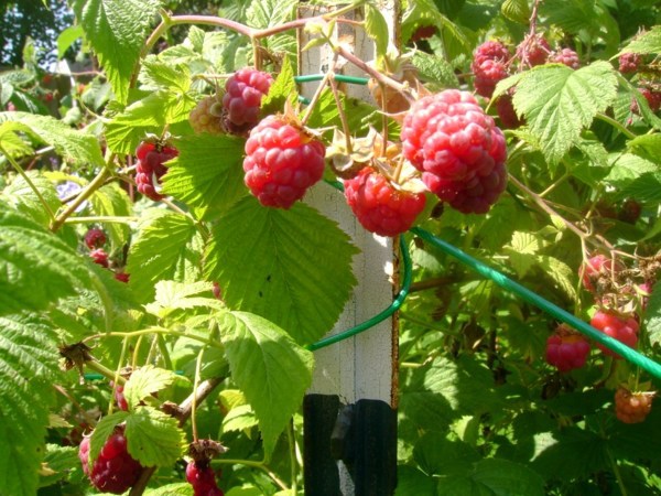 Raspberries in the garden planting - useful tips Raspberries in the garden planting - useful tips