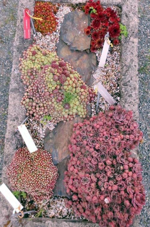 Landscaping with perennials, which come from the high mountains