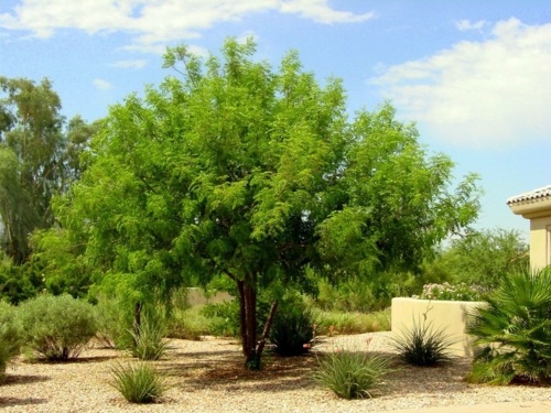 Great plant - bird of paradise shrub for a sunny southwestern style