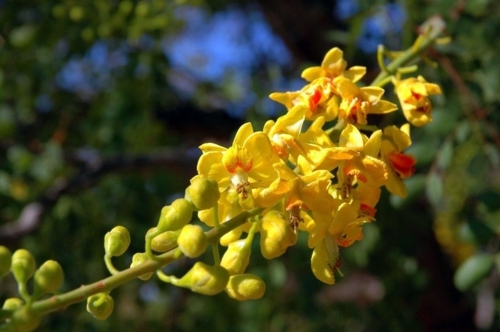 Great plant - bird of paradise shrub for a sunny southwestern style