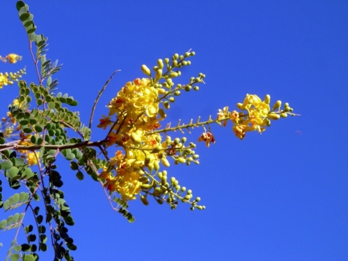 Great plant - bird of paradise shrub for a sunny southwestern style