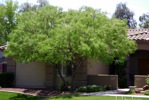 Great plant - bird of paradise shrub for a sunny southwestern style