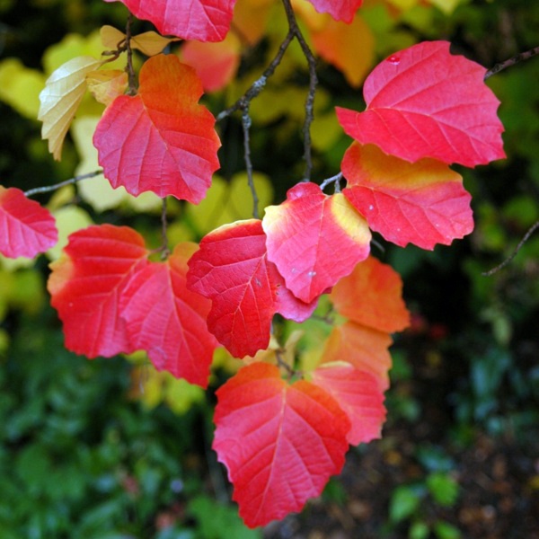 Gartengestaltung - The Dwarf Fothergilla rebounds in autumn Gartengestaltung - The Dwarf Fothergilla rebounds in autumn