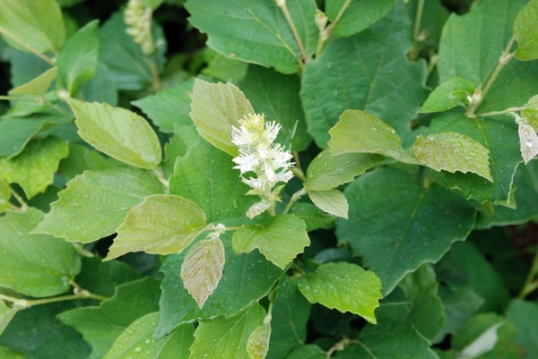 The Dwarf Fothergilla rebounds in autumn