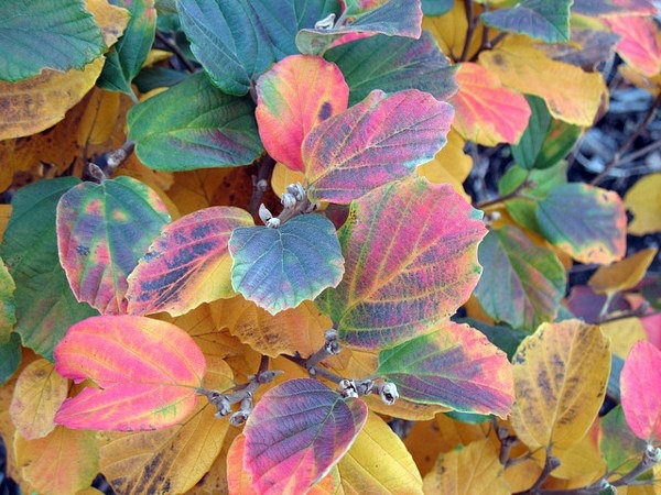 The Dwarf Fothergilla rebounds in autumn