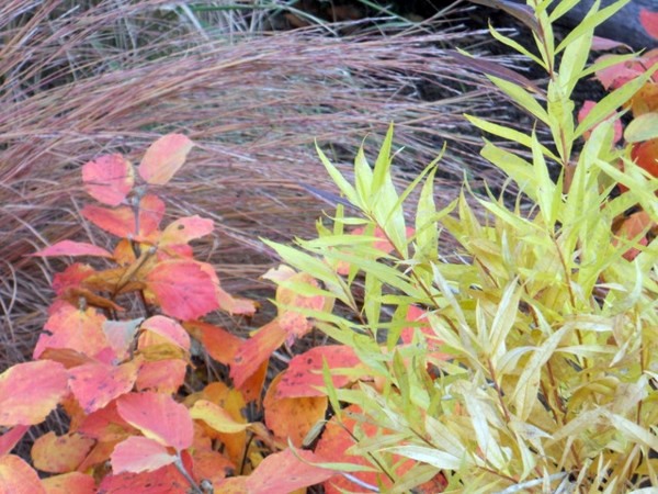 The Dwarf Fothergilla rebounds in autumn