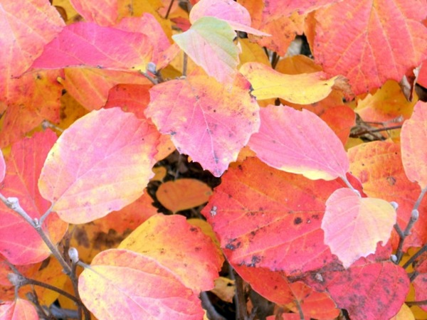The Dwarf Fothergilla rebounds in autumn The Dwarf Fothergilla rebounds in autumn