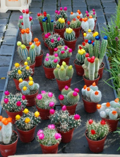 The successful garden design requires effort, effort, and a strong desire The successful garden design requires effort, effort, and a strong desire