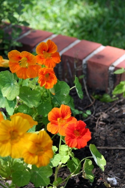 The successful garden design requires effort, effort, and a strong desire The successful garden design requires effort, effort, and a strong desire
