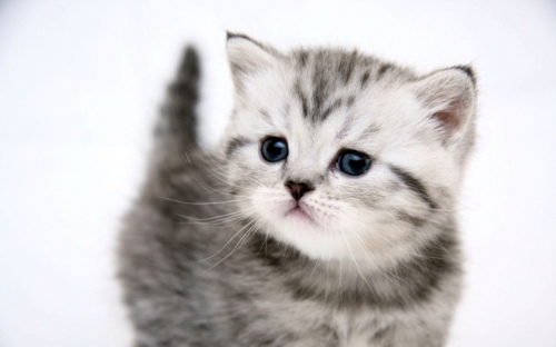 Möbel - Feng Shui advice - find the best place for the litter box Möbel - Feng Shui advice - find the best place for the litter box