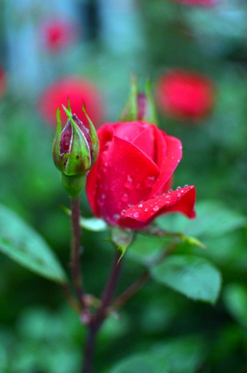 Magnificent Landscaping - Configuring your personality in the garden