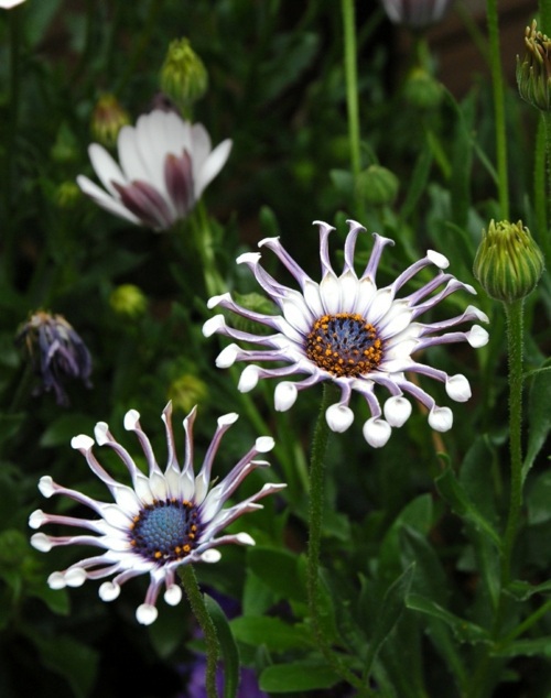 Magnificent Landscaping - Configuring your personality in the garden