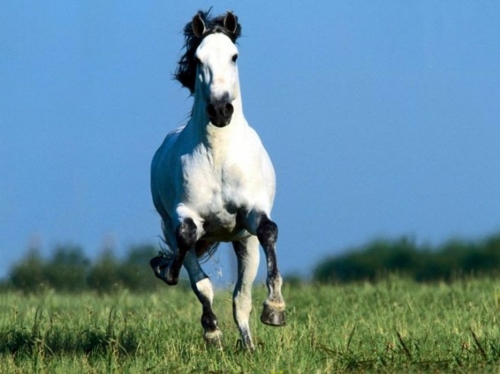 13 beautiful horses in the wild nature 13 beautiful horses in the wild nature