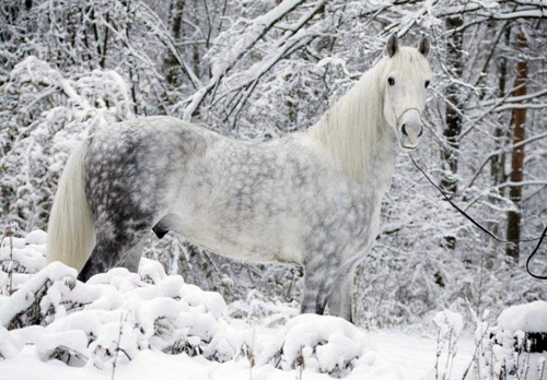 13 beautiful horses in the wild nature