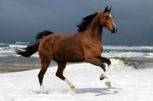 13 beautiful horses in the wild nature