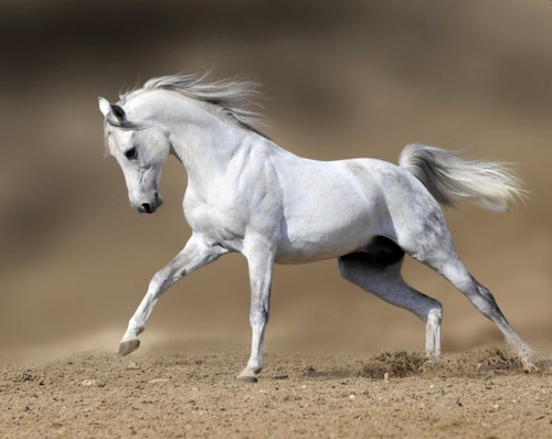 Royal White Horse