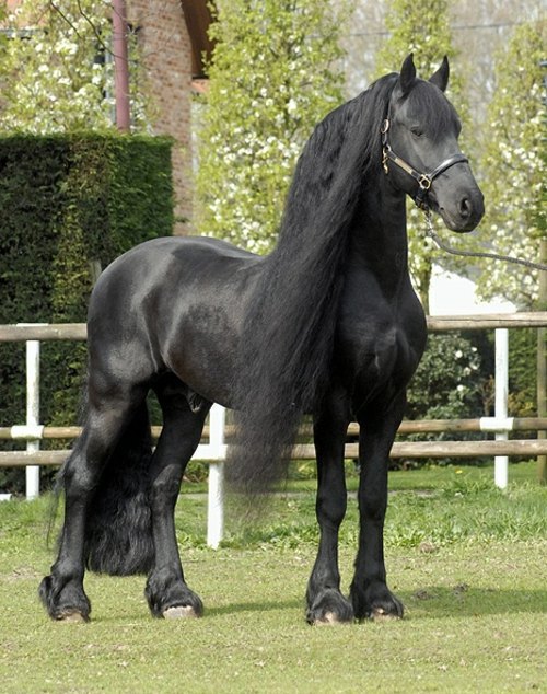 13 beautiful horses in the wild nature 13 beautiful horses in the wild nature