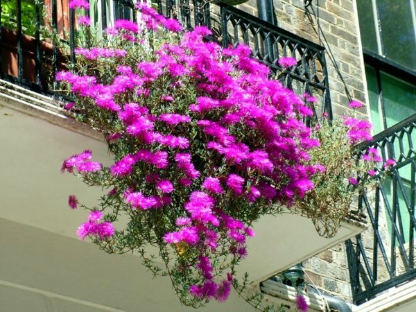 Gartengestaltung - Flowers and plants for the balcony - create gorgeous, fresh atmosphere