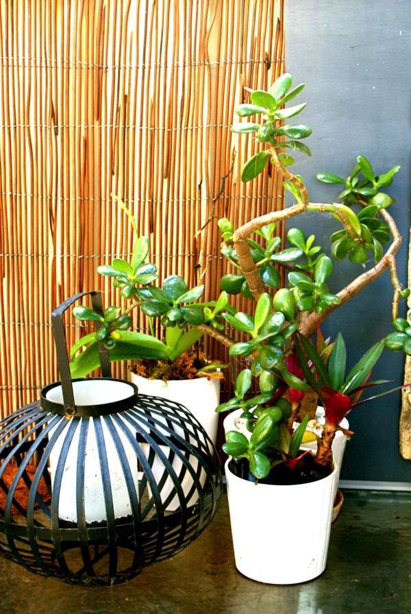 Flowers and plants for the balcony - create gorgeous, fresh atmosphere