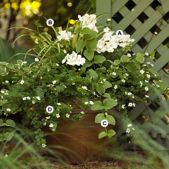 Perfect flower containers for your geraniums - Landscaping
