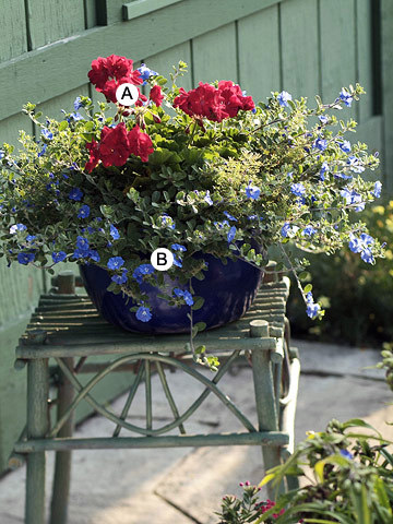 geraniums geranium pairings pelargonium bhg maceta geranien combinar daze potted evolvulus patio avso glomeratus gracing deck casayjardin