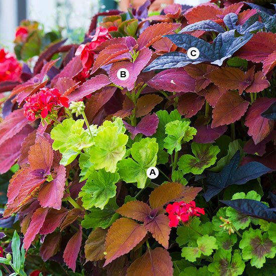 Perfect flower containers for your geraniums - Landscaping