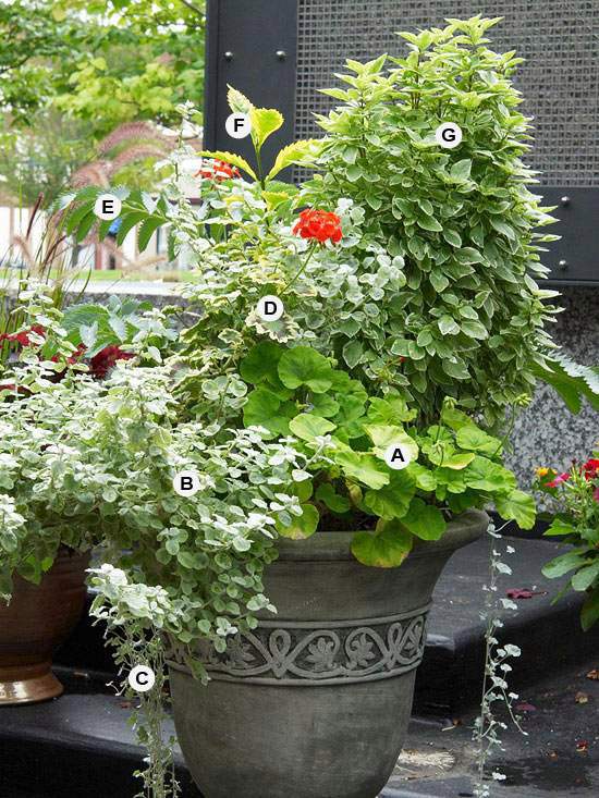 Perfect flower containers for your geraniums – Landscaping | Interior
