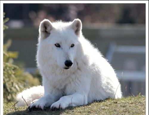Albinism in the incredible natural - White Animals Albinism in the incredible natural - White Animals