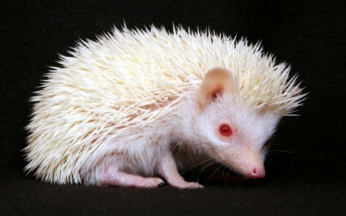 Albinism in the incredible natural - White Animals Albinism in the incredible natural - White Animals