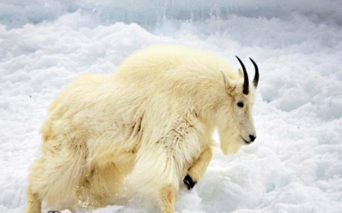 Albinism in the incredible natural - White Animals Albinism in the incredible natural - White Animals