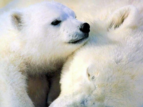 Albinism in the incredible natural - White Animals Albinism in the incredible natural - White Animals