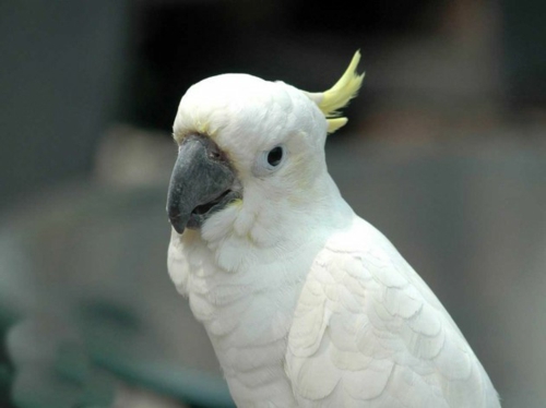 Albinism in the incredible natural - White Animals Albinism in the incredible natural - White Animals