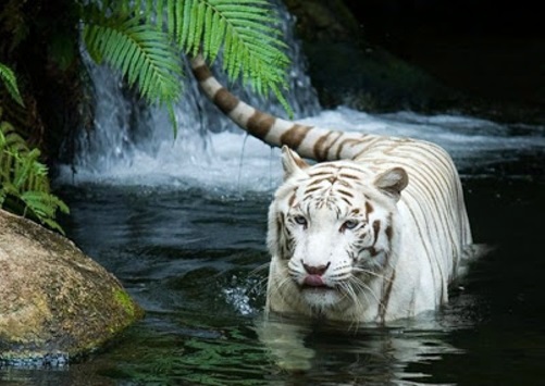 Albinism in the incredible natural - White Animals Albinism in the incredible natural - White Animals