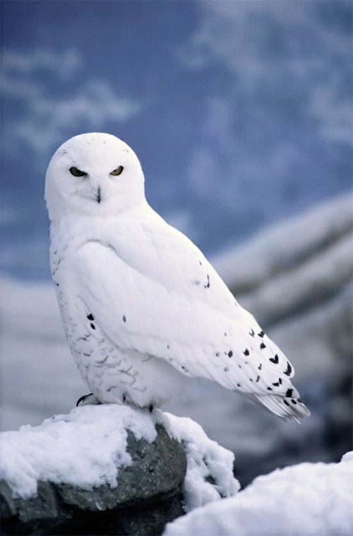 Albinism in the incredible natural - White Animals Albinism in the incredible natural - White Animals
