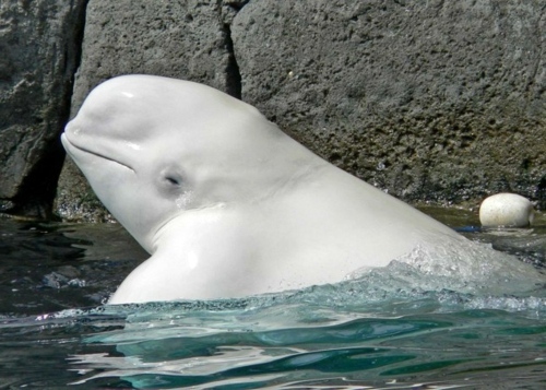 Albinism in the incredible natural - White Animals Albinism in the incredible natural - White Animals