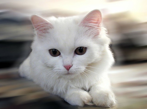 Albinism in the incredible natural - White Animals Albinism in the incredible natural - White Animals
