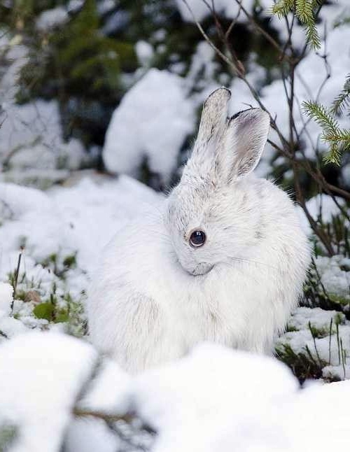 Albinism in the incredible natural - White Animals Albinism in the incredible natural - White Animals