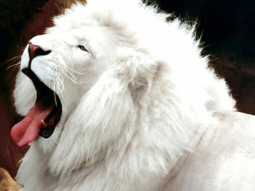 Albinism in the incredible natural - White Animals Albinism in the incredible natural - White Animals