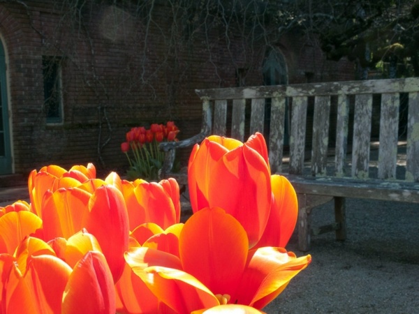 Landscaping Ideas with spring flowers - the beauty of tulips