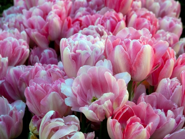 Landscaping Ideas with spring flowers - the beauty of tulips