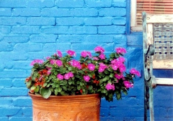 Pink color design - Learn from nature, how to deal with Pink