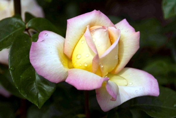 Pink color design - Learn from nature, how to deal with Pink