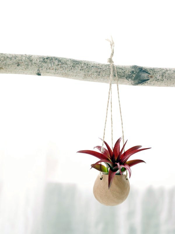Balkonpflanzen - Hanging plants - hanging plants container as home accessories in the interior or exterior space