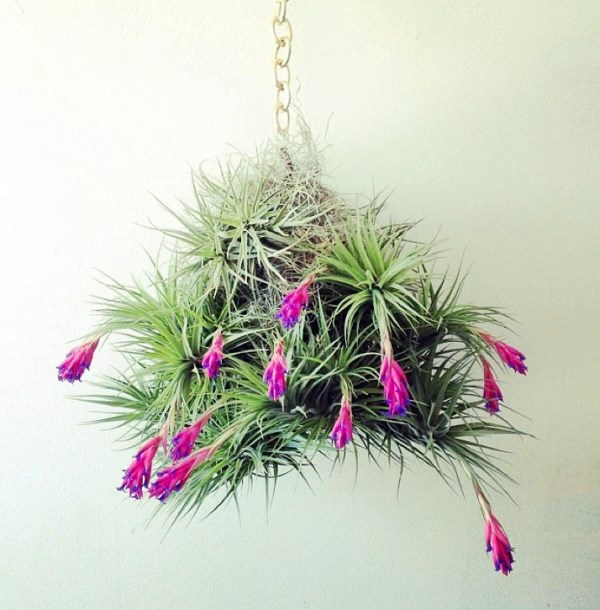 Hanging plants - hanging plants container as home accessories in the interior or exterior space