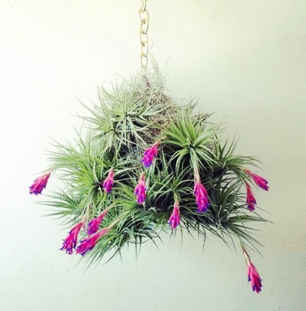 Hanging plants - hanging plants container as home accessories in the interior or exterior space Hanging plants - hanging plants container as home accessories in the interior or exterior space