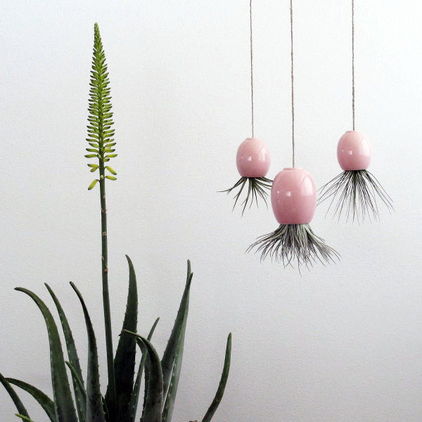 Hanging plants - hanging plants container as home accessories in the interior or exterior space Hanging plants - hanging plants container as home accessories in the interior or exterior space