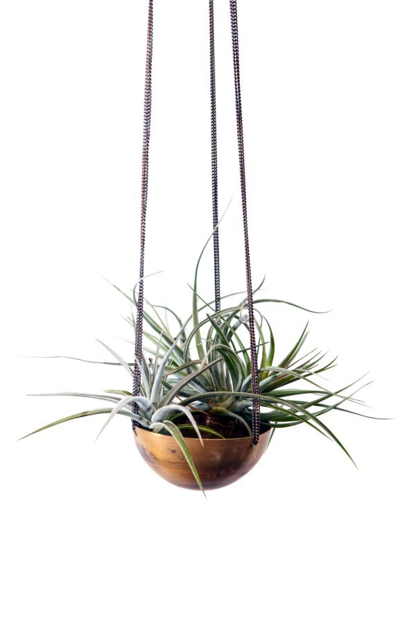 Hanging plants - hanging plants container as home accessories in the interior or exterior space Hanging plants - hanging plants container as home accessories in the interior or exterior space