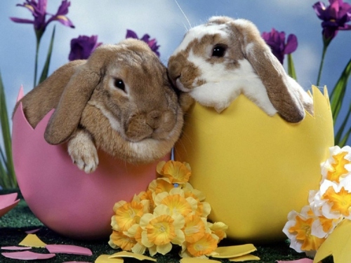 The Legend of the Easter Bunny - Where does the Easter Bunny? The Legend of the Easter Bunny - Where does the Easter Bunny?
