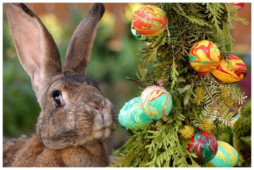 The Legend of the Easter Bunny - Where does the Easter Bunny? The Legend of the Easter Bunny - Where does the Easter Bunny?